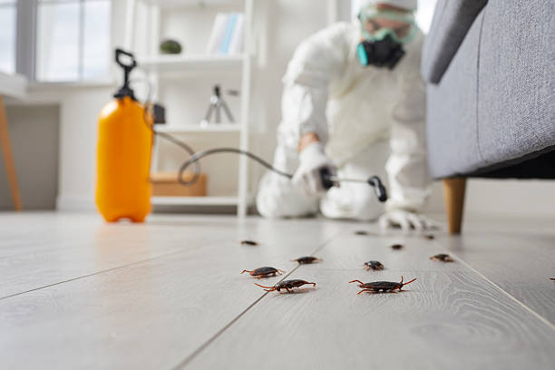 Affordable Termite Control solutions in Rose Hill, VA